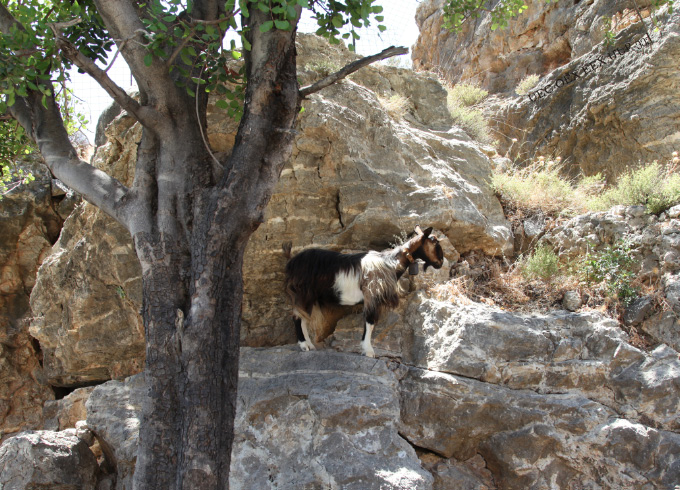 cretan goat