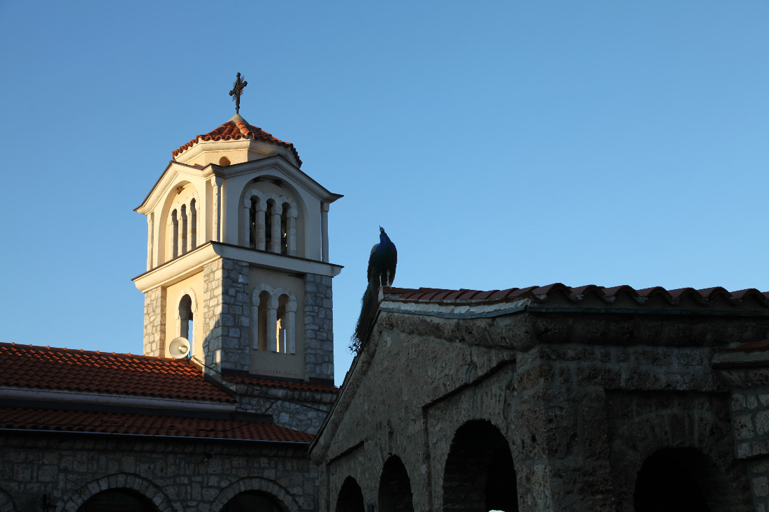 Monastery of Saint Naum and peacock