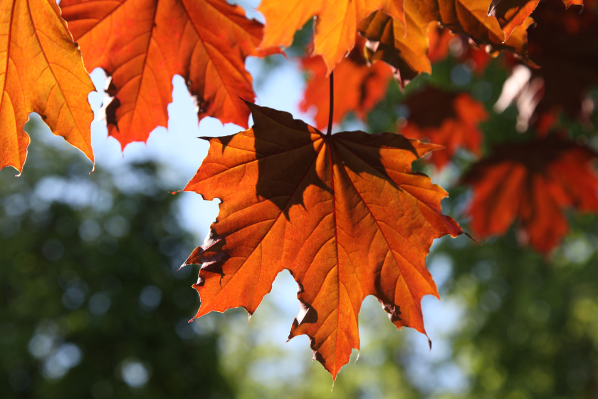 Maple leaves of May in Pskov in Russia